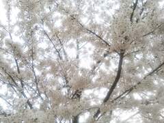 호쿠스바- [수줍음]