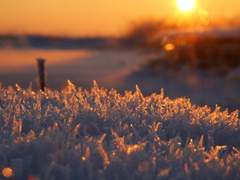 [스팁버키] 여명