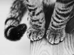 개와 고양이의 시간