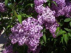 [ 국뷔 ] Violet Lilac _ one petals