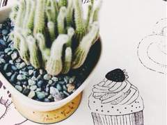 Cactus Tree [공지사항]