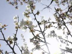 [사쿠아이] 상사화 - 여덟 장