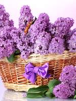 세베루스 스네이프 생일 축전