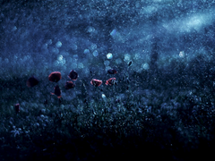 당신은 무력하지 않았으나,