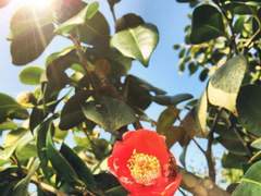 꽃에 바람이 스밀 때