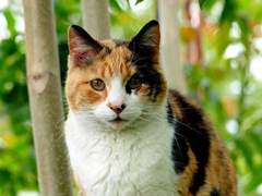 [은혼/오키카구]어느 날, 줍다