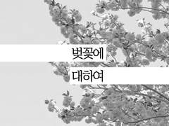 [마츠하나] 벚꽃에 대하여