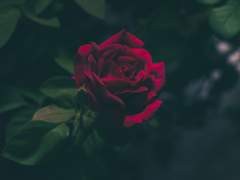 [로키토르] 악의 기원1