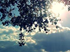 [다각] 호우성동물 上