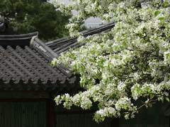 [사쿠아이] 상사화 - 열한 장