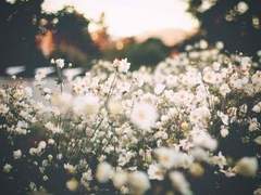 [은혼/오키카구]보통날