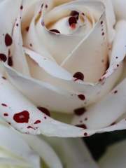 에머리히 & 니베이아