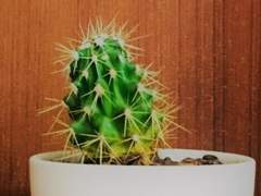 checkered flag [체커드 플래그] _ 프롤로그