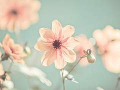 [토니피터] I Will Always Love You