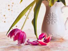 [지오/워즈소고] 다정한 얼굴