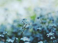 [아드마리]나를 잊지 말아요.