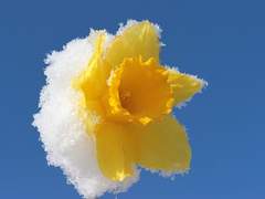 [토니피터] Yellow Narcissus - (1)