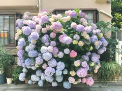 실수의 러브레터