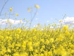 빼앗긴 들에도 봄은 오는데