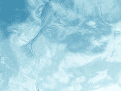 홍진 / 물고기가 있는 곳