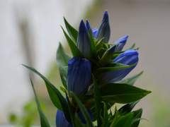 [디세] 悲しい瞳