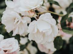 어떻게 당신에게 안녕이라 말할까