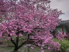 [사쿠아이] 상사화 - 낙화(落花)