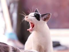 [은성하] 비가 오고 고양이가 우는