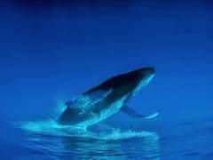 [ 전웆 ] 심연(深淵)