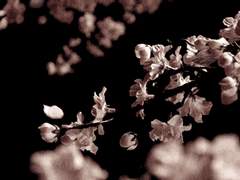 [사쿠아이] 상사화 - 겹잎 한 장