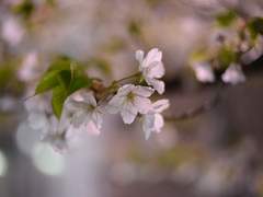 [은성하/레드포드 켈리] 꽃과 고양이의 왈츠