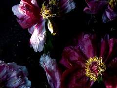 Troye Sivan - Plum (가사/번역/해석)