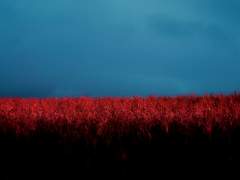 [짐본즈] 옥수수밭 풍경이 있는 저녁식사 1