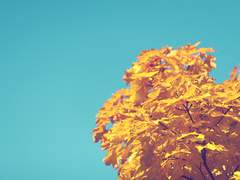 H의 우울 * 년운