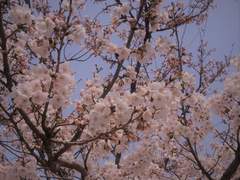 [동매히나]櫻花