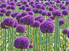 [히로레이] 알리움 :: 무한한 슬픔