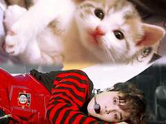 강양이와 고양이