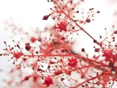 [설원비담] 혈연(血緣)