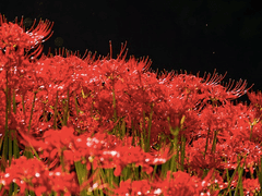 [마토나토] 피안에 피는 꽃