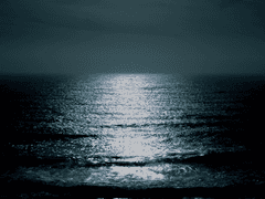 흰 동가리 중독 1