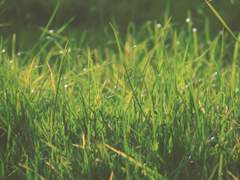 綠陰 가득했던 그 어느날