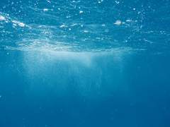 [아마존즈/마모하루] 수조의 인어