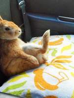 안토니오의 일지