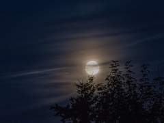 고대고대 사월낙락