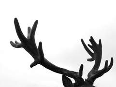 엘크 아쳐와 인간 시로