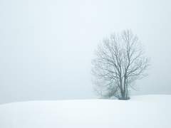 단문 홋카이도 포레스트