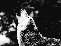 [EXO/찬세] 목울음