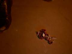 [최윤화평] 7대 죄악