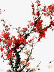 내내 지지 않는, 梅花