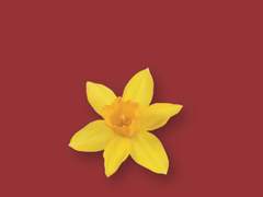 수선화가 물었다.